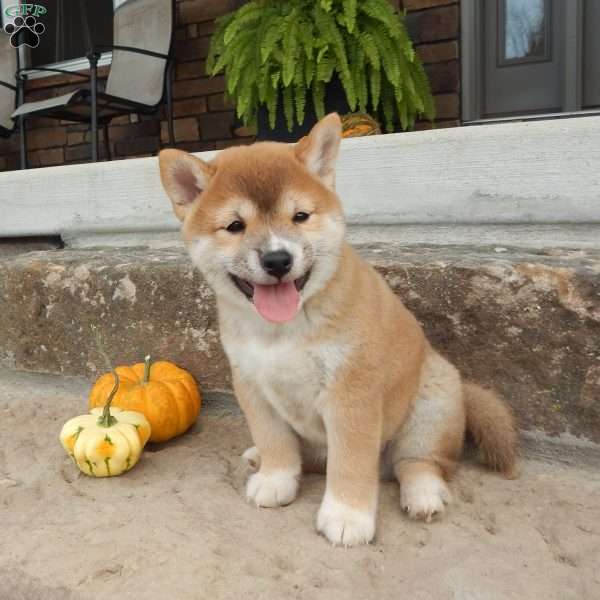 Danny, Shiba Inu Puppy